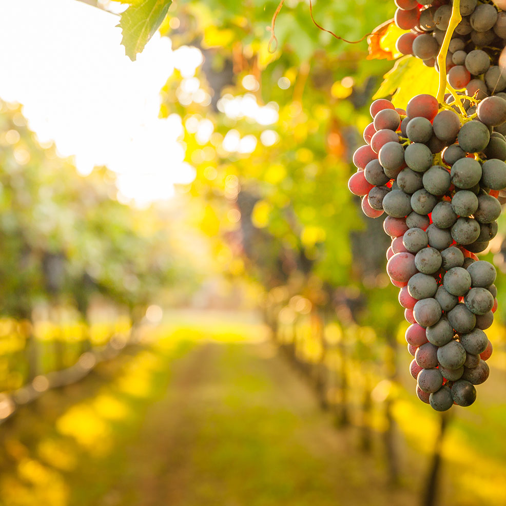 Winery Spotlight image of vineyard